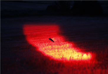 Nitesun Hunting Light for Coyote